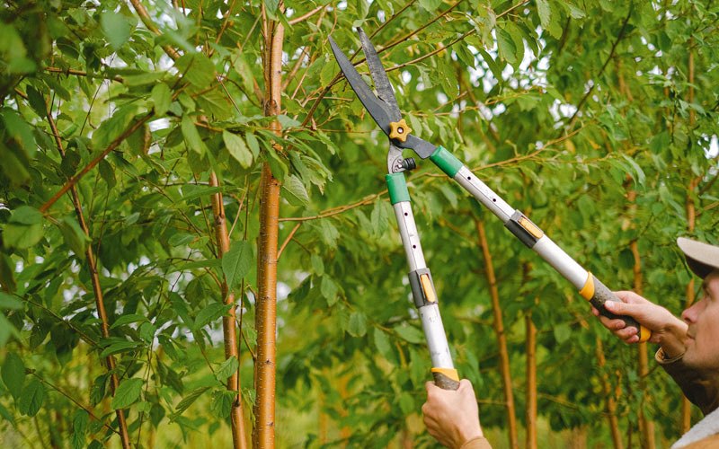 Tree trimming in Neillsville, WI